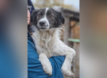 Zarter Hundebub Romeo❤️sucht Pflege- oder Endstelle