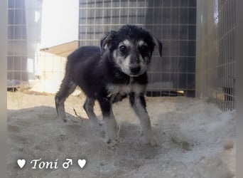 Teddy und seine Geschwister suchen ab September ein Zuhause