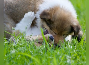 Wundervolle Collie-Welpen aus liebevoller VDH-Zucht suchen ein liebevolles Zuhause