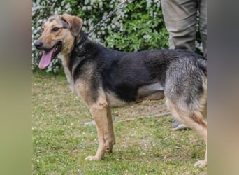 Dalma-SI, wunderschöne Rennmaus sucht Sportler!