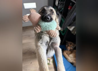 Süßer Cody(1 Jahr/53 cm/15 kg) sucht liebevolles Zuhause