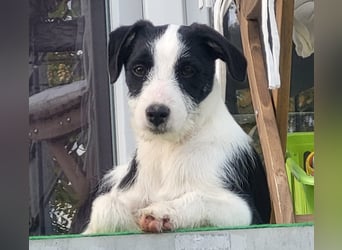 Lotti ❤️Pflegefamilie 41812 Erkelenz