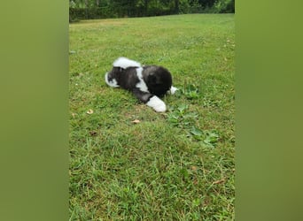 Amerikanische Akita