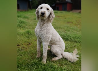 schöne Labradoodle F1B Hündin sucht ihre Familie