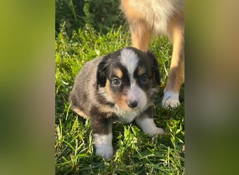 Miniature Australian Shepherd Welpen m. Papieren