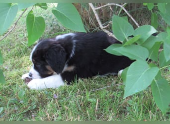 Mini Aussie Welpen Miniatur Australian Shepherd Welpen Welpe
