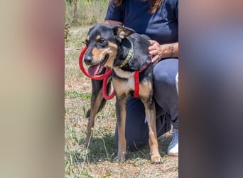 Rosa - ein toller Familienhund