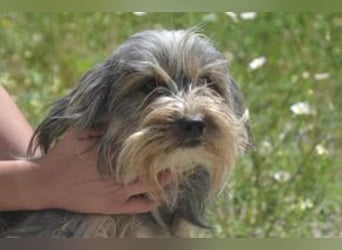 Maia, eine von zwölf zurückgebliebenen Hunden sucht ein neues Zuhause