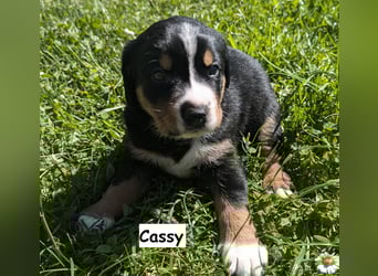Appenzeller Sennenhund Welpen
