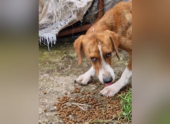 Jerry – familienhundliche Lehrstelle gesucht -