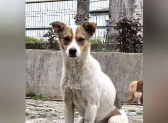 Daisy - freundliche, soziale Jack Russel Terrier Mix-Hündin / z.Zt. noch in Rumänien