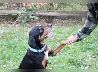 Spencer, Dobermann-Appenzeller Mix, geb. 2014, lieber anhänglicher Rüde