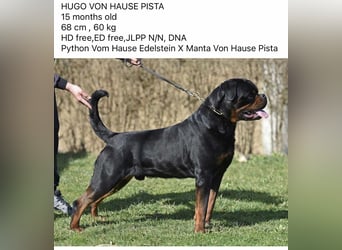 Rottweiler welpen