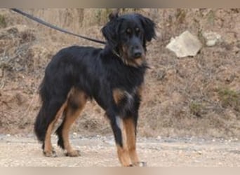Bella, eine treue Gefährtin mit freundlichem Wesen
