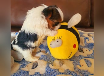 Mini  Biewer Yorkshire Welpe a la Pom Pon reinrassig / selten