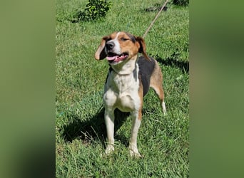 „Sara“, Aktive, temperamentvolle und menschenbezogene Hündin, ideal für sportliche Aktivitäten