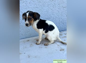 Tinkabell LM – quirliges Mädchen sucht Abenteuer und Geborgenheit