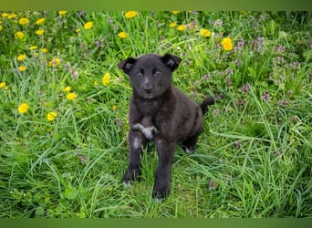 Trine: Hundekind sucht ein Zuhause