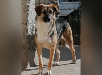 KORA❤️sanfte Seele sucht sehnsüchtig ein liebevolles Zuhause & Geborgenheit