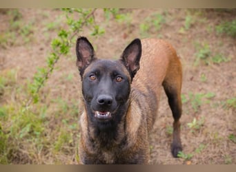 ROMINA - die hübsche Malinois-Hündin sucht ein hundeerfahrenes Zuhause!