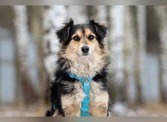 Menschenbezogener Remi sucht seine Familie