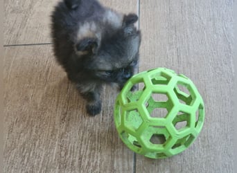 Kleinspitz