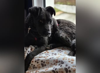 LEXI - freundliche schwarze Schönheit sucht liebevolles Zuhause