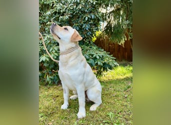 Labrador Rüde 2 Jahre