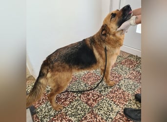 Burro ein Traumwesen