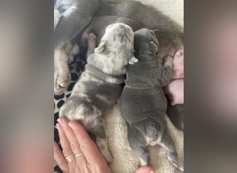 Süsse Französische Bulldoggenbabies sind da! Abgabe ca. Anf. Juli