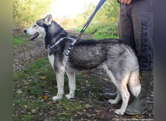 Calypso - 3fach angekettet und nun auf der Suche nach einem guten Platz
