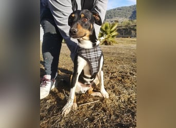 Rufus, er wartet schon so lange