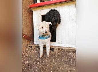 Mimi und Matyi suchen gemeinsam ein neues Zuhause