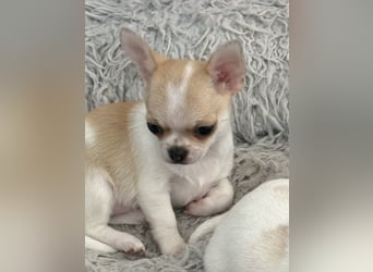 Chihuahua Rüden 9 Wochen alt mit Ahnentafel