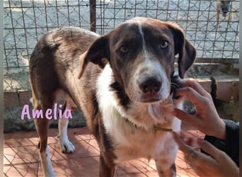 Amelia 08/2018 (ESP) - bezaubernde, ausgeglichene und soziale Hütehund-Mix Hündin!