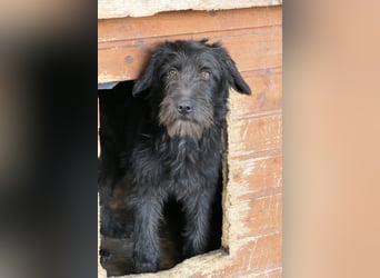 INKA - sensible Junghündin sucht einfühlsames Zuhause