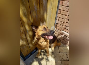 Molly sucht ein liebevolles Zuhause