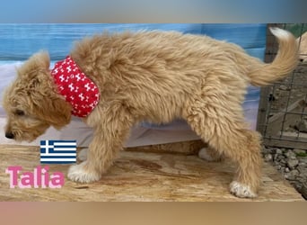 Talia, geb.01/25 - anhängliches Hundemädchen sucht ihre Familie