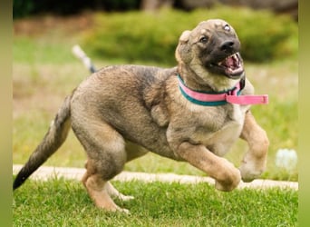 LOTTIE❤️HSH-Mix-Hündin: eine wahre Frohnatur und treue Begleiterin
