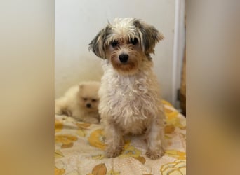 ELSIE - ich bin noch ein bisschen zurückhaltend und suche ein liebevolles Für-Immer Zuhause