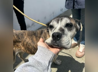 Gnadenplatz für Hedy gesucht
