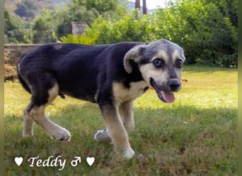 Teddy und seine Geschwister suchen ab September ein Zuhause