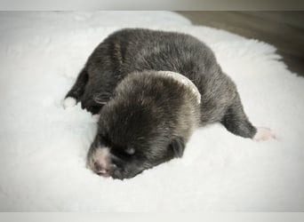 Akita Inu Welpen | A-Wurf | Japan Akita | Ahnentafel | VDH 