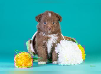 Kleinbleibende Miniature Australian Shepherd Welpen
