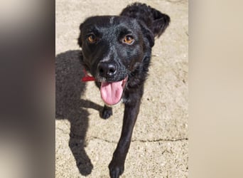 Verspielter ELVIS- sucht Zuhause für immer