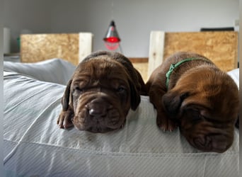 Rhodesian Ridgeback Welpen *livernose* 19./20.Mai2025