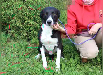 Garoto, Mix Labrador / Dogge - freundlich und sozial