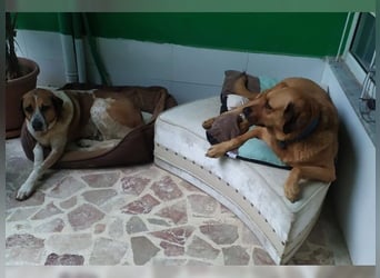 Daisy, familienfreundliche Traumhündin