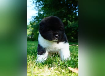Amerikanische Akita