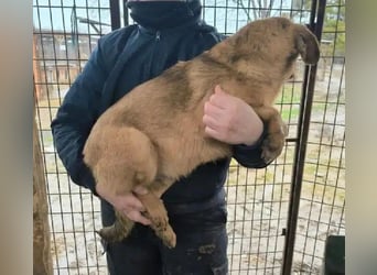 ♥FLOPPI♥ niedlicher kleiner, verspielter Bub - wird mittelgroß